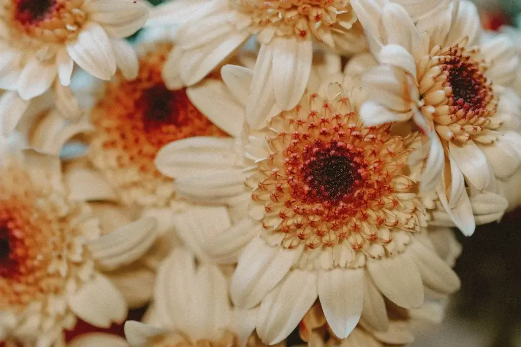 Close-up of cream and orange gerbera daisies
